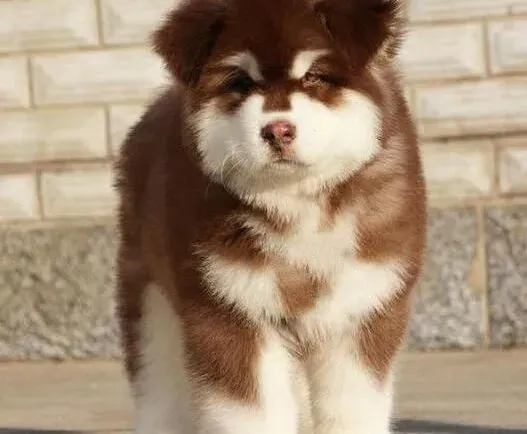 阿拉斯加犬|如何让你的阿拉斯加雪橇犬也懂得餐桌礼仪