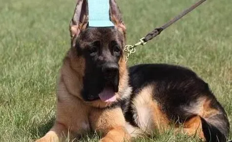 德国牧羊犬|德国牧羊犬耳朵周围发红掉毛怎么办
