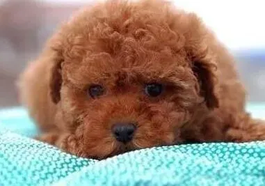 泰迪犬|饲养大全 喂养泰迪犬前应注意哪三大要点