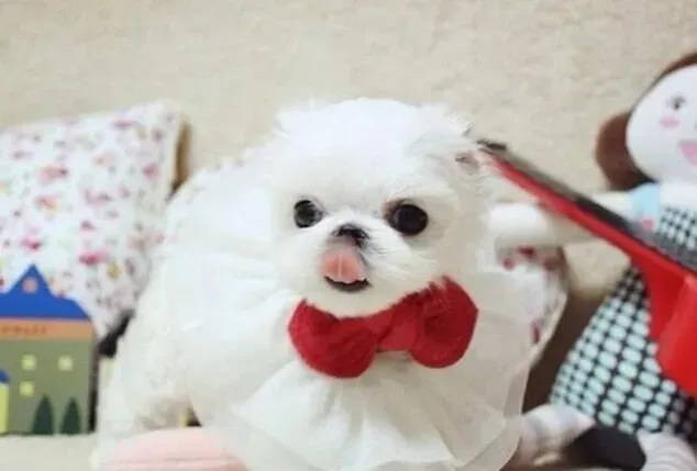 马尔济斯|怎样迅速的提高马尔济斯犬的免疫力