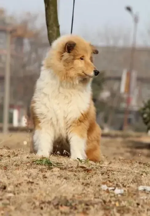 喜乐蒂|2个月的喜乐蒂犬一直叫怎么办