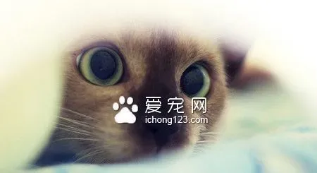 猫咪死后怎么办 最佳的处理宠物尸体应火化 | 猫