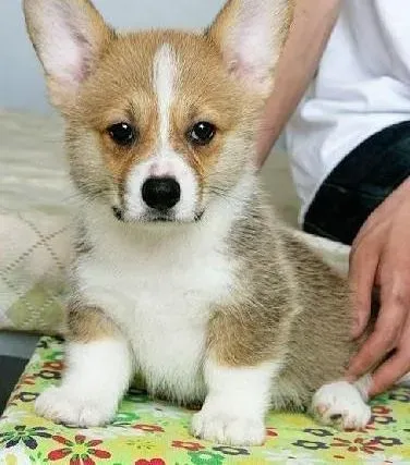 柯基犬|为你解开柯基犬吐黄水的秘密