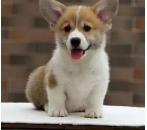 柯基犬|喂养柯基犬不宜喂得过饱