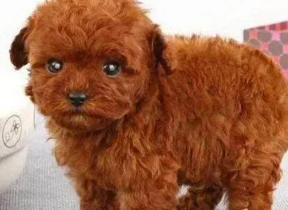 贵宾犬|我家贵宾犬为什么不会定点小便呢
