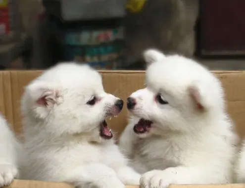 银狐犬和萨摩耶哪个贵 银狐价钱相对较高 | 银狐犬