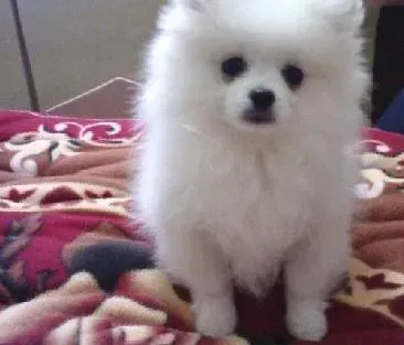 银狐犬|警惕饲养银狐犬的三大误区会要了狗狗的小命