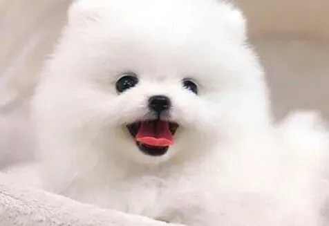 博美犬|博美犬吐了之后不吃东西 求治疗方法