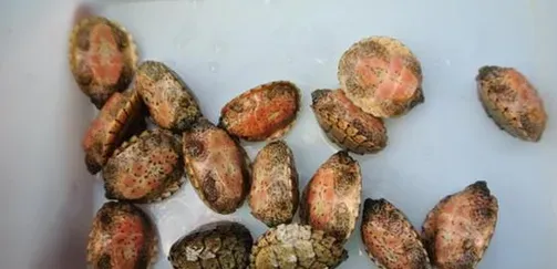剃刀龟怎么养 饲养剃刀龟的几个注意事项 | 剃刀龟
