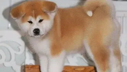 秋田犬|小心木糖醇会让秋田犬中毒