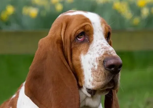 巴吉度猎犬优缺点 叫声穿透力太强还有口水 | 巴吉度猎犬