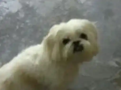 京巴狗|护理百科全书之高温天气喂养京巴犬须注意哪两点