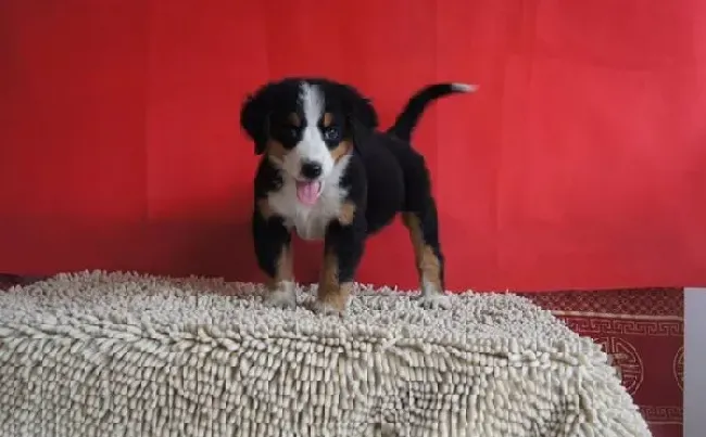 伯恩山犬|面对伯恩山犬的护食我们有何解决的对策