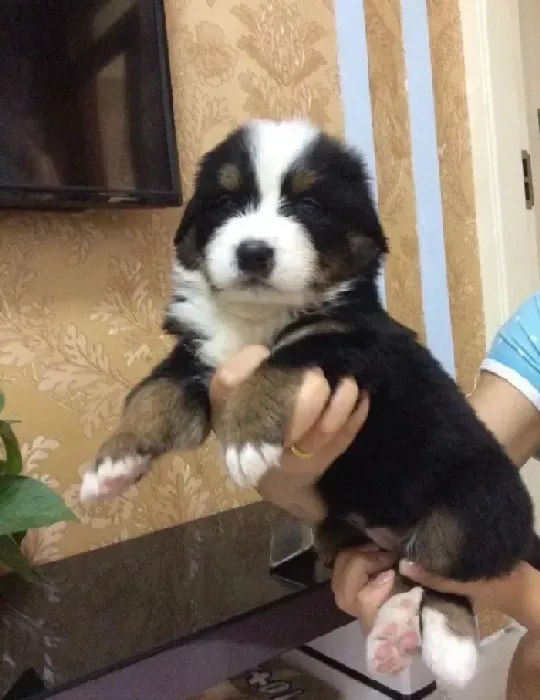 伯恩山犬|伯恩山犬后脚趾红肿有什么解决办法