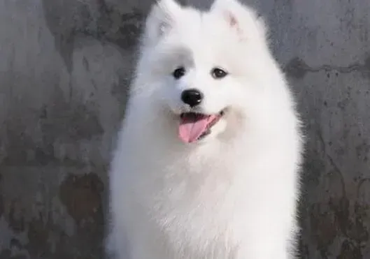 萨摩耶|如何饲养萨摩耶才可以说是正确的