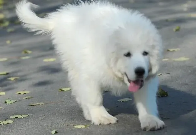 大白熊犬|大白熊犬挑食的原因及解决方案