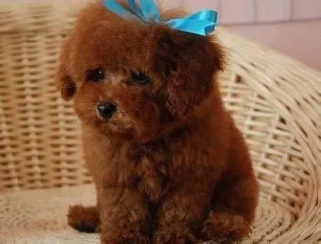 泰迪犬|为什么泰迪犬会出现食欲不振的现象