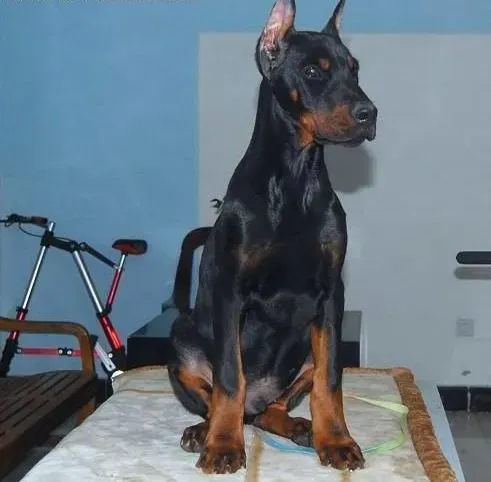 杜宾犬|饲养杜宾犬不能喂太饱的原因
