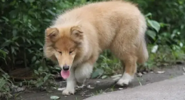 苏格兰牧羊犬|我家苏格兰牧羊犬粑粑中带血丝怎么办