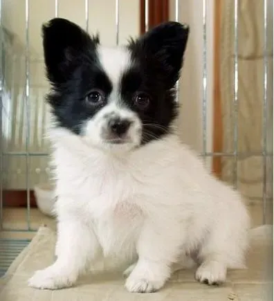 蝴蝶犬|怎样看蝴蝶犬是否缺钙应如何给它补钙