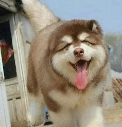 阿拉斯加犬|阿拉斯加犬两个月才5斤应如何喂养