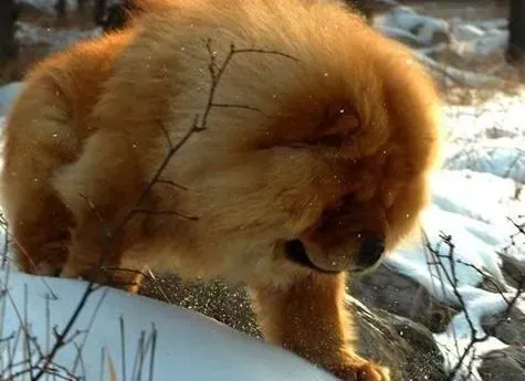 松狮犬|饲养不简单 如何喂养成年的松狮犬