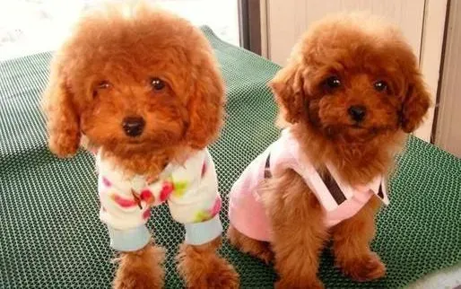 泰迪犬|选择泰迪犬的狗粮千万不要忽略的事情