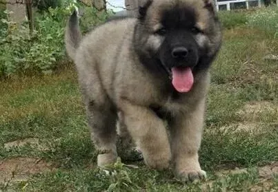 高加索犬|刚出生的高加索犬幼犬怎样喂养才最好