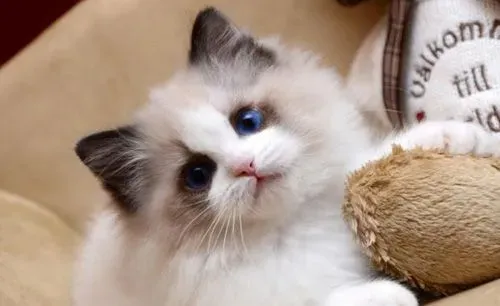 布偶猫习性 缺乏保护自己的本能 | 布偶猫