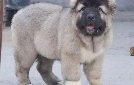 高加索犬|想养好高加索犬你必然要做好的准备
