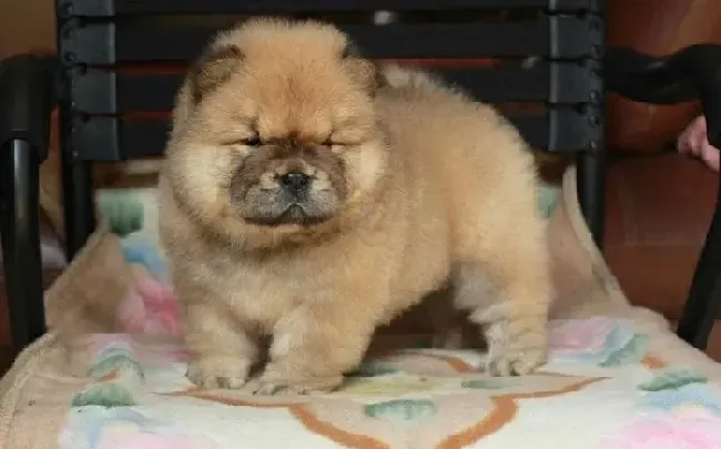 松狮犬|饲养不简单 如何喂养成年的松狮犬