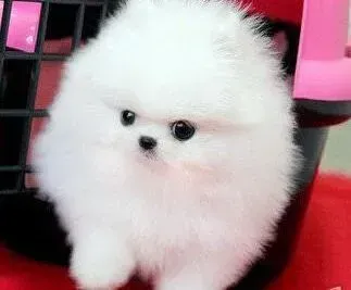 博美犬|博美犬为什么会一直喘粗气