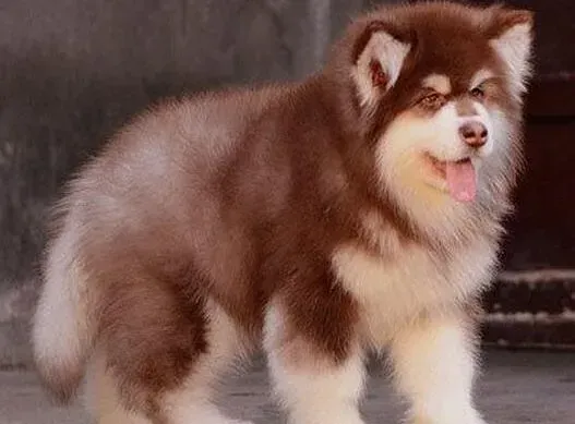 阿拉斯加犬|阿拉斯加犬拉稀带有血丝 请医生帮忙看看