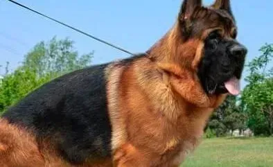 德国牧羊犬|饲养德国牧羊犬时需要哪些步骤