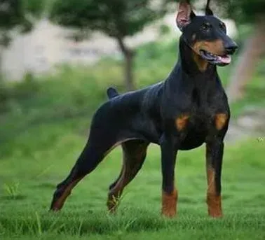 杜宾犬|交换空间 杜宾犬初到新环境如何科学饲养