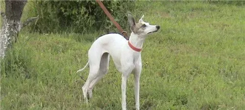 杰克罗素梗的身长 理想的公犬肩高应为14英寸 | 杰克罗素梗