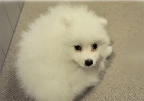 银狐犬和萨摩耶哪个贵 银狐价钱相对较高 | 银狐犬