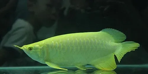 龙鱼偏食怎么办 可适当采用饿的方式来纠正 | 龙鱼