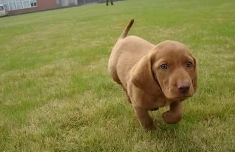 寻血猎犬打猎狗仔 寻血猎犬打猎狗仔谁会获胜 | 寻血猎犬