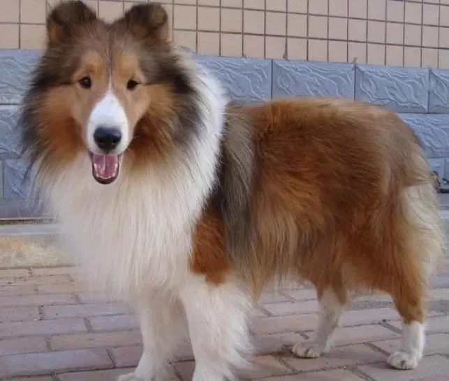 苏格兰牧羊犬|上班族要如何与苏格兰牧羊犬沟通感情