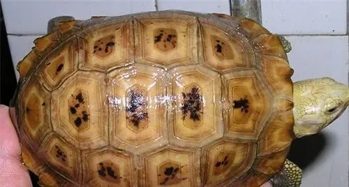 缅甸陆龟的种类 缅陆最受欢迎的金头瑞丽种 | 缅甸陆龟