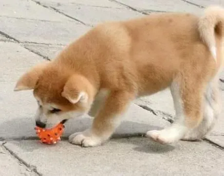 秋田犬|怎样训练秋田犬克服对火光恐惧的心理