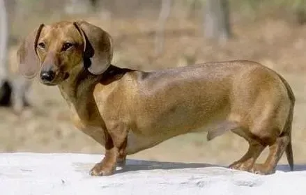 腊肠犬|2个月的腊肠犬不喜欢吃狗粮，吃些什么好