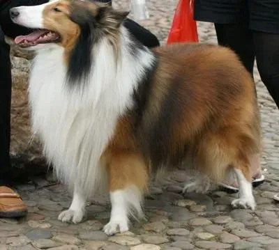 喜乐蒂|牛奶是喜乐蒂犬可以食用的吗