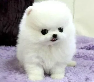 博美犬|博美犬饲养上的细则问题有哪些