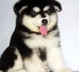 阿拉斯加犬|阿拉斯加犬被蜱虫叮咬严重贫血有治好的希望吗