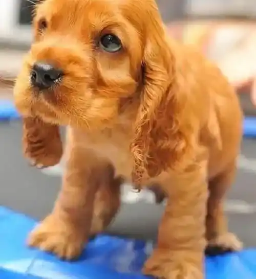 可卡犬|专业方法 如何科学给可卡犬洗澡