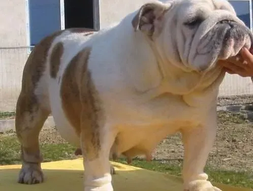 英国斗牛犬|斗牛犬的智商有多高