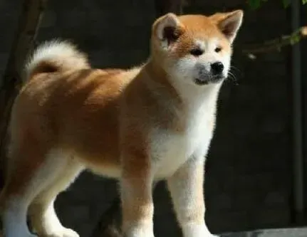 秋田犬|怎样照顾年幼的秋田犬才能成为一名合格的主人