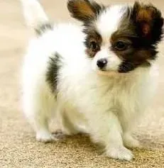 蝴蝶犬|四个月的蝴蝶犬能吃火腿肠吗 哪些东西不能吃